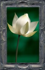 LETTING THE LOTUS BLOOM