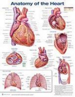 Anatomy of the Heart