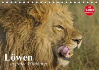 Löwen in freier Wildbahn (Tischkalender 2018 DIN A5 quer)