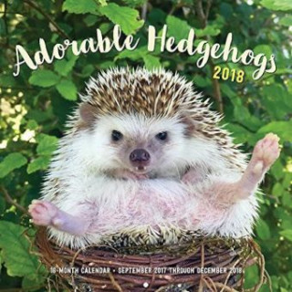 Adorable Hedgehogs 2018