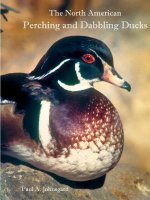 North American Perching and Dabbling Ducks