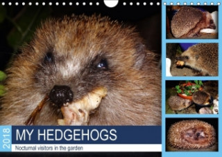 My Hedgehogs - Nocturnal Visitors in the Garden 2018