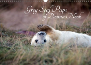 Grey Seal Pups of Donna Nook 2018