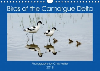 Birds of the Camargue Delta 2018