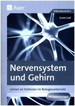 Nervensystem und Gehirn