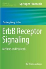 ErbB Receptor Signaling