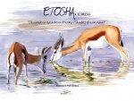Etosha: Dibujando la naturaleza africana / Drawing African nature
