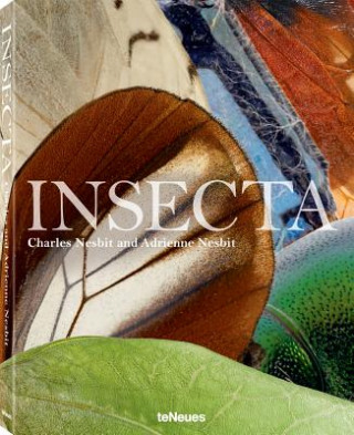 Insecta