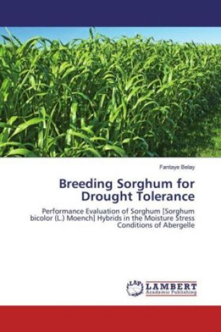 Breeding Sorghum for Drought Tolerance