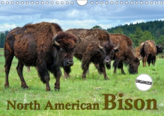 North American Bison 2018