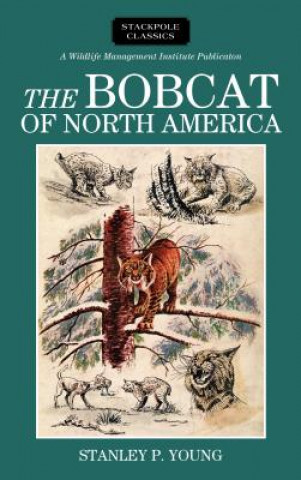 Bobcat of North America