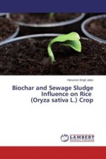Biochar and Sewage Sludge Influence on Rice (Oryza sativa L.) Crop