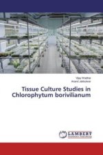 Tissue Culture Studies in Chlorophytum borivilianum