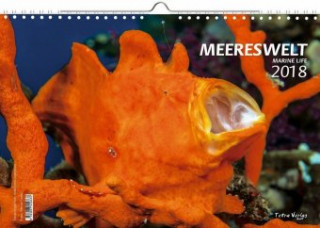 Kalender Meereswelt Marine Life 2018