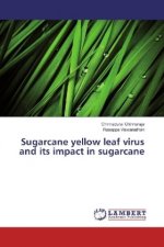 Sugarcane yellow leaf virus and its impact in sugarcane