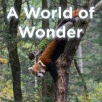 World of Wonder