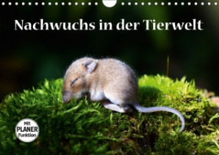 Nachwuchs in der Tierwelt (Wandkalender 2018 DIN A4 quer)