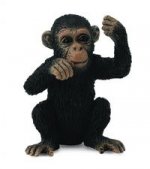 Szympans młody myślący S
