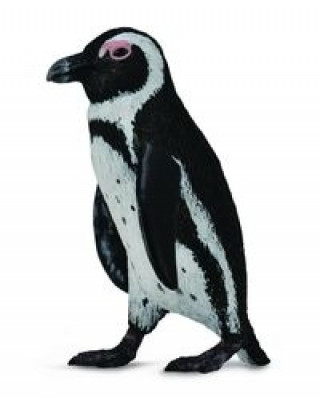 Pingwin przylądkowy S