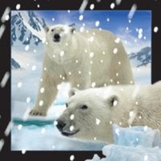 Magnes 3D - Niedźwiedzie polarne w śniegu