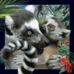 Magnes 3D Lemur