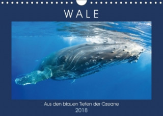Wale: Aus den blauen Tiefen der Ozeane (Wandkalender 2018 DIN A4 quer) Dieser erfolgreiche Kalender wurde dieses Jahr mit gleichen Bildern und aktuali