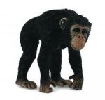 Szympans samica M