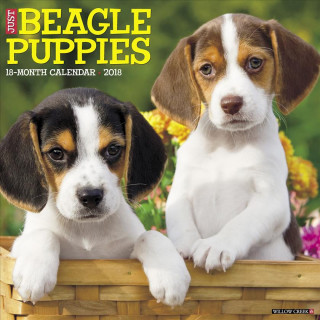 CAL 2018-JUST BEAGLE PUPPIES W