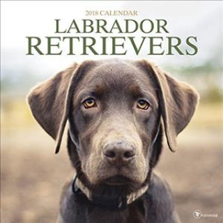 Labrador Retriever 2018 Wall Calendar
