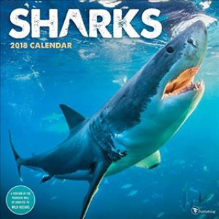 Sharks 2018 Wall Calendar