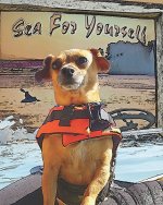 Sea For Yourself: The Great Chiweenie Presents