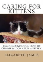 Caring for Kittens: Beginners Guide on How to look after a Kitten