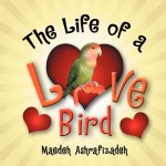 Life of a Lovebird