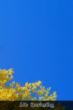 Life Everlasting: A Course Of Sermons