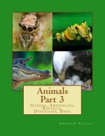 Animals Part 3: Spiders, Amphibians, Reptiles, Dinosaurs, Birds