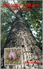 Peque?a Semilla a un Árbol de Vida: Encontrando su Lugar en Dios