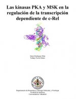 Las Kinasas Pka Y Msk En La Regulación de la Transcripción Dependiente de C-Rel