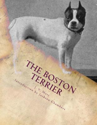 The Boston Terrier