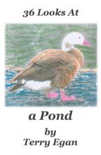 36 Looks At a Pond