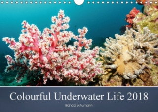 Colourful Underwater Life 2018 2018