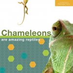 Chameleon - English