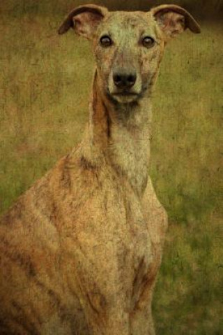 Whippet: Whippet