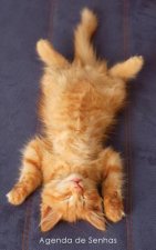 Agenda de Senhas: Agenda para endereços eletrônicos e senhas: Capa gatinho ruivo a relaxar - Portugu?s (Brasil)