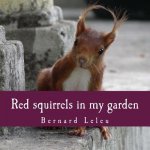 Red squirrels in my garden