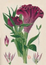 Carnet Ligné Celosia Cristata, Dessin 19e Si?cle