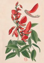 Carnet Ligné Erythrine, Dessin 19e Si?cle