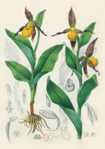 Carnet Ligné Orchidée Jaune, Dessin 19e Si?cle
