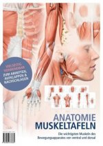 Anatomie-Muskeltafeln