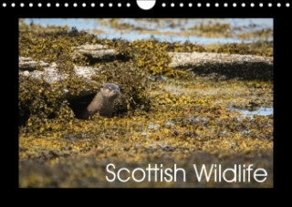 Scottish Wildlife 2018