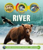 LIFE CYCLES RIVER